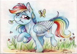 Size: 2048x1454 | Tagged: safe, artist:dearmary, derpibooru import, rainbow dash, butterfly, pegasus, pony, flower, mouth hold, smiling, solo, traditional art