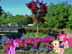 Size: 2048x1536 | Tagged: safe, artist:dashiesparkle, artist:luckreza8, derpibooru import, berry punch, berryshine, fluttershy, pinkie pie, earth pony, pegasus, pony, female, garden, irl, louisiana, mare, new orleans, photo, ponies in real life