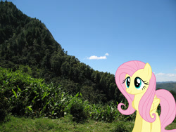 Size: 2048x1536 | Tagged: safe, artist:dashiesparkle, artist:jaredking779, derpibooru import, fluttershy, pegasus, pony, female, folded wings, irl, madagascar, mare, nature, photo, ponies in real life, smiling, solo, wings