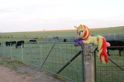 Size: 4928x3264 | Tagged: safe, artist:ponimalion, derpibooru import, photographer:misterdogg, sunset shimmer, cow, pony, unicorn, australia, clothes, ear fluff, ears, farm, fence, irl, photo, plushie, socks, striped socks, tail, tail fluff