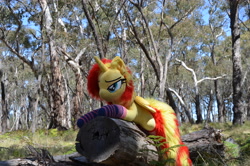 Size: 4928x3264 | Tagged: safe, artist:ponimalion, derpibooru import, photographer:misterdogg, sunset shimmer, alicorn, pony, alicornified, australia, clothes, ear fluff, ears, forest, irl, log, nature, photo, plushie, race swap, socks, striped socks, tail, tail fluff, tree