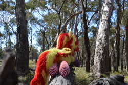 Size: 4928x3264 | Tagged: safe, artist:ponimalion, derpibooru import, photographer:misterdogg, sunset shimmer, alicorn, pony, alicornified, australia, clothes, ear fluff, ears, forest, irl, log, nature, photo, plushie, race swap, socks, striped socks, tail, tail fluff, tree