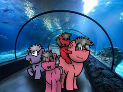 Size: 615x461 | Tagged: safe, artist:foxfer64_yt, derpibooru import, oc, oc:steven, earth pony, pony, amazed, aquarium, colt, family, female, filly, foal, happy, kids, male, photo, riding