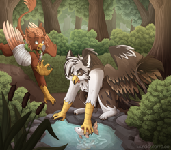 Size: 3507x3081 | Tagged: safe, artist:kikirdcz, derpibooru import, oc, oc only, oc:ospreay, oc:pavlos, fish, griffon, bandage, forest, koi, male, nature, tree, water