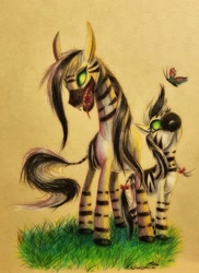 Size: 1749x2401 | Tagged: safe, artist:cahandariella, derpibooru import, oc, oc:cahan, butterfly, zebra, colored, colored pencil drawing, female, foal, grass, green eyes, mare, sharp teeth, teeth, traditional art, zebra oc