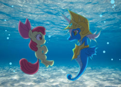 Size: 900x650 | Tagged: safe, artist:angel-wing101, derpibooru import, apple bloom, oc, earth pony, hippocampus, merpony, pony, seahorse, bubble, duo, female, fin wings, fins, flowing tail, ocean, peytral, red mane, ribbon, scales, sea horse oc, tail, underwater, water, white mane, wings