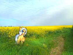 Size: 3000x2250 | Tagged: safe, artist:miwq, derpibooru import, oc, oc:aurore soleilevant, pony, unicorn, irl, looking at you, orange coat, photo, ponies in real life, rapeseed, solo