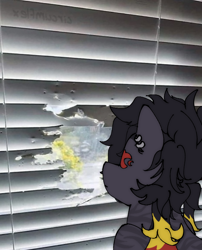 Size: 620x767 | Tagged: safe, artist:circumflexs, derpibooru import, oc, oc only, earth pony, pony, black coat, blinds, irl, looking out the window, oc name needed, photo, piercing, ponified, ponified animal photo, species swap, window