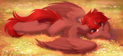 Size: 4096x1883 | Tagged: safe, artist:kebchach, derpibooru import, oc, oc only, oc:hardy, alicorn, pony, alicorn oc, butt fluff, chamomile, colored pupils, colored wings, complex background, ear fluff, ears, feather, feathered wings, floppy ears, flower, flower field, full body, grass, hoof fluff, horn, long tail, looking at you, lying down, male, nature, png, short mane, solo, spine, spread wings, stallion, sunset, tail, two toned wings, wings