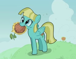 Size: 1814x1425 | Tagged: safe, artist:mandumustbasukanemen, derpibooru import, helia, pegasus, pony, female, flower, grass, grass field, happy, looking up, mare, mouth hold, outdoors, smiling, solo, sunflower