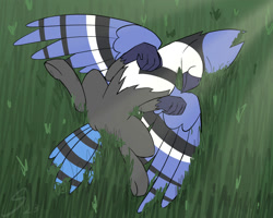 Size: 2000x1600 | Tagged: safe, artist:somber, derpibooru import, bird, blue jay, hippogriff, belly, grass, grass field, male, solo