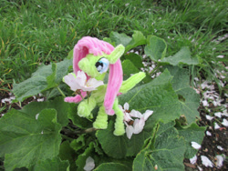 Size: 3648x2736 | Tagged: safe, alternate version, artist:malte279, derpibooru import, part of a series, part of a set, fluttershy, pony, chenille, chenille stems, chenille wire, cherry blossoms, craft, flower, flower blossom, irl, photo, pipe cleaner sculpture, pipe cleaners