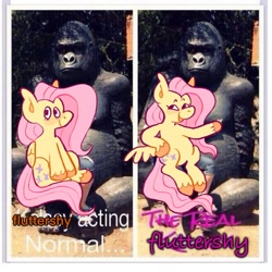 Size: 2048x2048 | Tagged: safe, artist:alexbeeza, derpibooru import, fluttershy, ape, gorilla, pegasus, pony, meme, statue