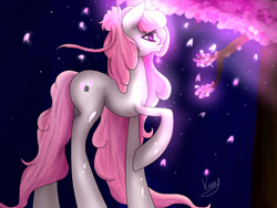 Size: 1024x768 | Tagged: safe, artist:kinjareta, derpibooru import, oc, oc only, oc:blossom bun, earth pony, cherry blossoms, earth pony oc, flower, flower blossom, glowing, looking offscreen, night, raised hoof, raised leg, side view, simple background, solo