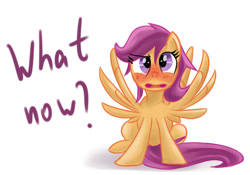 Size: 1000x700 | Tagged: safe, artist:redheadfly, derpibooru import, scootaloo, pony, blushing, older, solo, spread wings, tumblr:ask-adultscootaloo, wingboner, wings