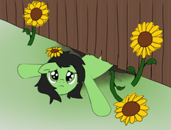 Size: 1678x1276 | Tagged: safe, artist:anonymous, ponerpics import, oc, oc only, oc:anon filly, earth pony, pony, female, fence, filly, flower, foal, looking at you, solo, spread legs, spreading, stuck, sunflower