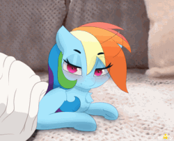 Size: 1500x1220 | Tagged: safe, artist:n0nnny, derpibooru import, rainbow dash, pegasus, pony, angry, animated, bed, bedroom eyes, behaving like a cat, blanket, blushing, chest fluff, cute, dashabetes, dock, eyes closed, fangs, featured image, female, frame by frame, gif, mare, meme, open mouth, pillow, ponies in real life, ponified animal photo, tail, yoink