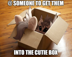 Size: 2116x1668 | Tagged: safe, artist:dorkmark, derpibooru import, oc, oc only, oc:dima, pegasus, pony, :<, box, ear fluff, ears, meme, pony in a box, solo, underhoof, wings