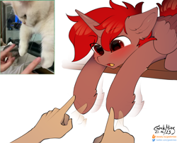 Size: 2600x2100 | Tagged: safe, artist:gicme, derpibooru import, oc, oc:hardy, alicorn, pony, behaving like a cat, blushing, colored sketch, cute, ear fluff, ears, hand, male, open mouth, ponified animal photo, sketch, stallion