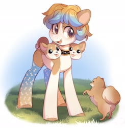 Size: 2008x2048 | Tagged: safe, artist:fedos, derpibooru import, oc, oc only, dog, earth pony, pony, clothes, coat markings, collar, cute, female, ocbetes, open mouth, open smile, pale belly, smiling, socks, socks (coat marking), solo