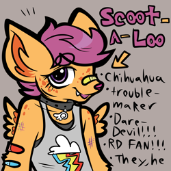 Size: 1000x1000 | Tagged: safe, artist:muckyschmuck, derpibooru import, scootaloo, anthro, dog, alternate universe, au:my little puppy, bandaid, bandaid on nose, chihuahua, clothes, collar, dogified, gender headcanon, gray background, pronouns, simple background, species swap, tanktop, winged dog, wings