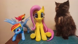 Size: 4000x2250 | Tagged: safe, derpibooru import, fluttershy, rainbow dash, cat, pegasus, pony, 3d print, female, irl, mare, photo