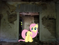 Size: 563x423 | Tagged: safe, derpibooru import, edit, fluttershy, pegasus, pony, contrast, looking at something, real life background, solo