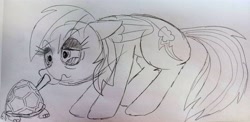 Size: 4160x2035 | Tagged: safe, artist:dhm, derpibooru import, rainbow dash, tank, pegasus, pony, g4, drawthread, monochrome, sketch, traditional art