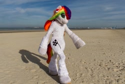 Size: 1200x800 | Tagged: safe, derpibooru import, oc, oc only, oc:collar dash, 2018, beach, flüüfff, fursuit, irl, photo, ponysuit, sand, seaside, solo