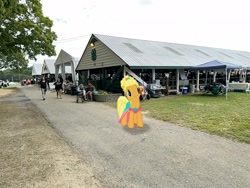 Size: 2016x1512 | Tagged: safe, derpibooru import, applejack, pony, g4, dutchess county fair, irl, new york, outdoors, photo, ponies in real life, rhinebeck