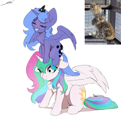 Size: 3000x3000 | Tagged: safe, artist:skitsroom, derpibooru import, princess celestia, princess luna, alicorn, big cat, leopard, pony, snow leopard, g4, behaving like a cat, chest fluff, duo, duo female, ears, eye clipping through hair, eyebrows, eyebrows visible through hair, eyes closed, female, floppy ears, grin, high res, mare, partially open wings, ponified animal photo, royal sisters, s1 luna, siblings, simple background, sisters, sitting, sitting on pony, smiling, white background, wings