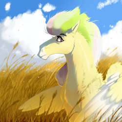 Size: 4000x4000 | Tagged: safe, artist:whitearbalest, derpibooru exclusive, derpibooru import, oc, oc only, oc:apple jam, pegasus, pony, cloud, field, male, solo