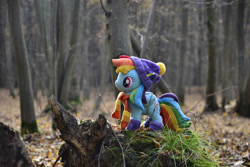 Size: 1095x730 | Tagged: safe, artist:mgrdash, derpibooru import, rainbow dash, pegasus, pony, clothes, forest, irl, nature, outdoors, photo, plushie, ponies in real life, scarf, solo, striped scarf, tree