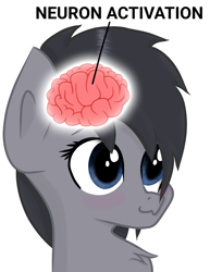 Size: 1370x1778 | Tagged: safe, artist:tweekstudio, derpibooru import, oc, oc only, oc:tweek, pony, blue eyes, brain, chest fluff, female, mare, meme, neuron activation, organs, simple background, text