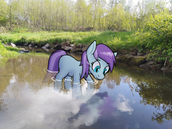 Size: 1280x960 | Tagged: safe, artist:sufficient, derpibooru import, earth pony, fish, pony, g4, background pony, cute, female, irl, light stream, looking at something, mare, outdoors, partially submerged, photo, ponies in real life, river, solo, water