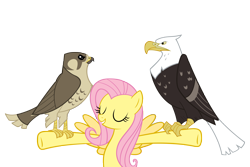 Size: 4500x3000 | Tagged: safe, artist:angel-the-bunny, derpibooru import, fluttershy, bald eagle, bird, eagle, pegasus, pony, g4, may the best pet win, animal, cute, eyes closed, falcon, female, feminism, flutterbadass, mare, my little pony: friendship is magic, peregrine falcon, shyabetes, simple background, spread wings, transparent background, vector, wings