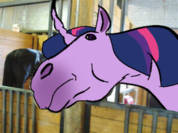 Size: 474x355 | Tagged: safe, derpibooru import, edit, twilight sparkle, horse, unicorn, g4, hoers, horn, horsified, looking at you, meme, photo, photo edit, ponified animal photo, ponified horse, ponified horse photo, purple coat, realistic, rectangular pupil, side eye