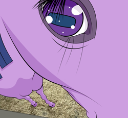 Size: 1280x1183 | Tagged: safe, artist:scandianon, derpibooru import, twilight sparkle, horse, g4, close-up, extreme close-up, eye, eyelashes, female, hoers, horsified, mare, ponified animal photo, solo, square pupils