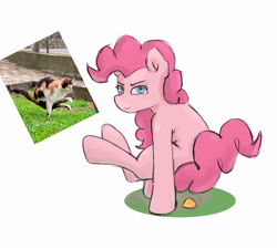 Size: 3000x2700 | Tagged: safe, artist:annycorn_, artist:dastrak, derpibooru import, pinkie pie, cat, pony, g4, behaving like a cat, female, irl, irl cat, mare, photo, ponified animal photo, solo