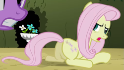 Size: 703x399 | Tagged: safe, derpibooru import, screencap, fluttershy, twilight sparkle, earth pony, pony, g4, season 2, the return of harmony, animation error, annoyed, butt, cropped, discorded, earth pony fluttershy, female, flutterbitch, fluttercruel, frown, looking at someone, looking back, lying down, mare, missing wing, offscreen character, open mouth, plot, prone, race swap, solo focus