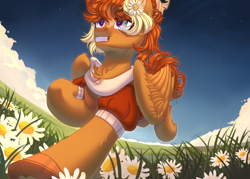 Size: 3500x2500 | Tagged: safe, artist:medkit, derpibooru import, oc, oc only, oc:bailey frazer, pegasus, pony, accessory, blaze (coat marking), blue eyes, blue sky, chamomile, chamomile field, chest fluff, clothes, cloud, coat markings, colored ear fluff, colored eyebrows, colored eyelashes, colored hooves, colored pupils, complex background, ear cleavage, ear fluff, ears, ears up, eye clipping through hair, eyebrows, eyebrows visible through hair, eyelashes, eyes open, facial markings, feathered wings, female, field, flower, flower field, flower in hair, folded wings, full body, grass, gritted teeth, hairstyle, happy, heart, high res, hoof fluff, horizon, horseshoes, leg fluff, lightly watermarked, long tail, mare, multicolored coat, orange and yellow mane, orange coat, orange mane, orange tail, paint tool sai 2, pegasus oc, perspective, raised hoof, raised leg, running, short mane, signature, smiling, solo, starry sky, stars, sternocleidomastoid, tail, teeth, two toned mane, wall of tags, watermark, wing fluff, wings