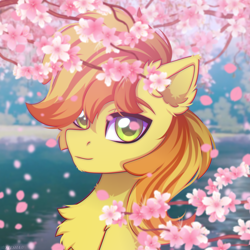 Size: 2500x2500 | Tagged: safe, artist:stesha, derpibooru import, braeburn, earth pony, pony, cherry blossoms, chest fluff, commission, flower, flower blossom, high res, lake, looking at you, male, petals, smiling, solo, stallion, two toned mane, water, ych result, your character here