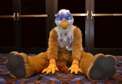 Size: 1024x710 | Tagged: safe, artist:neouka, artist:spainfischer, derpibooru import, gilda, griffon, g4, 2013, bust, fursuit, indoors, irl, looking at you, photo, sitting, solo, spread legs, spreading