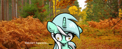 Size: 1500x600 | Tagged: safe, anonymous artist, artist:scandianon, derpibooru import, lyra heartstrings, pony, unicorn, g4, 4chan, autumn, ears, female, fisheye lens, floppy ears, foliage, forest, forest background, horn, irl, kubrick stare, leaves, looking down, mare, nature, outdoors, photo, photography, pinpoint eyes, ponies in real life, real life background, scenery, shocked, shocked expression, shrunken pupils, solo, speech bubble, talking, talking to herself, text, text bubbles, tree