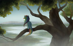 Size: 3500x2200 | Tagged: safe, artist:zetamad, derpibooru import, rainbow dash, pegasus, pony, g4, facing away, female, folded wings, high res, mare, nature, outdoors, rear view, scenery, sitting, sitting in a tree, solo, tail, tree, tree branch, wings