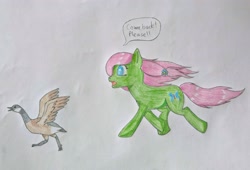 Size: 3328x2268 | Tagged: safe, artist:seiratempest, derpibooru import, oc, oc:butterfly harmony, bird, butterfly, earth pony, goose, pony, atg 2024, blue eyes, colored pencils, drawing, newbie artist training grounds, pink mane, traditional art