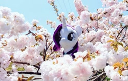 Size: 1024x647 | Tagged: safe, derpibooru import, photographer:pakapaka1993, rarity, unicorn, flower, horn, photo, plushie, solo