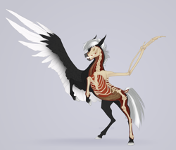 Size: 2340x2000 | Tagged: safe, artist:dementra369, derpibooru import, pharynx, trachea, oc, oc only, oc:midnight serenity, pegasus, pony, anatomy, black coat, bone, colored, colored hooves, colored wings, concave belly, cross section, dock, esophagus, fit, freeny's hidden dissectibles, heart (organ), hooves, intestines, large wings, lungs, muscles, organs, pegasus oc, pharynx (organ), rearing, ribcage, ribs, rule 63, short mane, skeleton, slender, solo, spine, spread wings, tail, thin, two toned mane, two toned tail, two toned wings, wings, x-ray