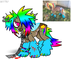 Size: 1280x1052 | Tagged: safe, artist:beetalz, derpibooru import, rainbow dash, dog, bracelet, chains, clothes, collar, cosplay, costume, ear piercing, earring, eyebrow piercing, folded wings, gradient mane, gradient tail, irl, irl dog, jewelry, multicolored claws, multicolored hair, photo, photo reference, piercing, rainbow claws, rainbow dash cosplay, rainbow dog, rainbow ears, rainbow hair, razor, razor blade, sharp teeth, simple background, solo, spiked collar, tail, teeth, white background, wings