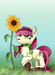 Size: 1372x1869 | Tagged: safe, artist:andaluce, derpibooru import, roseluck, earth pony, pony, g4, boots, clothes, female, flower, mare, scarf, shoes, solo, sunflower